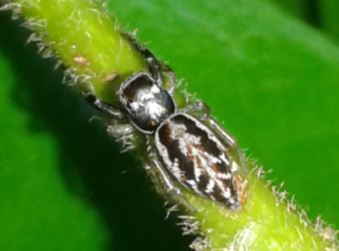 Salticidae da ID